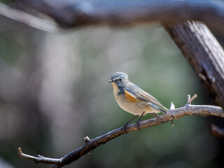 Fototapeta premium 枝にとまるルリビタキ