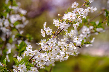 Cherry blossom branch in the garden in spring
