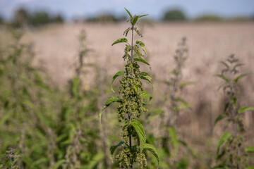 Beautiful wild nettle plants growing outdoors. Healthy organic nettle leaves