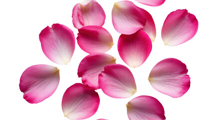 Delicate Pink Rose Petals Falling on Transparent Background