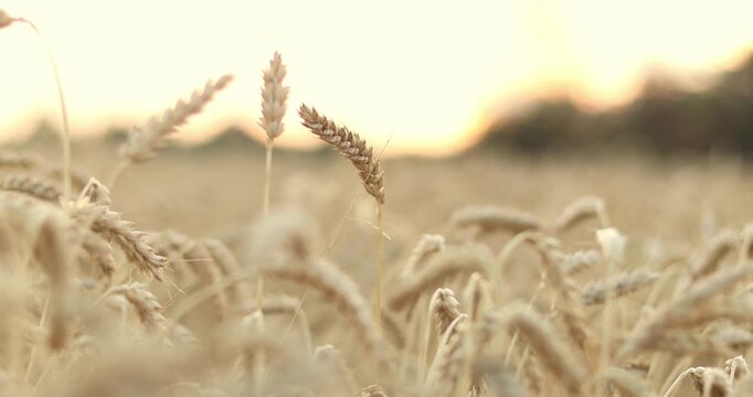 golden wheat ears are swaying by wind, closeup view in agricultural field in summer day, growing cereals
