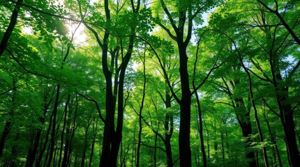 Fototapeta premium Lush green forest trees with dark trunks dense canopy and bright sunlight filtering through the leaves