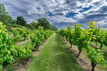 Lush Vineyard Rows on an Overcast Day with Verdant Foliage, Kimesbjerg, Faaborg, Denmark
