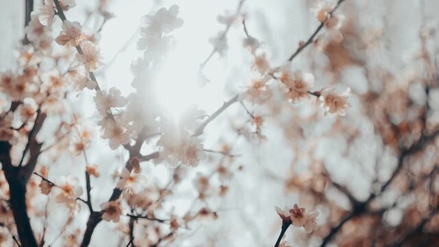 逆光の光と桜