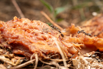 Ants eating peach