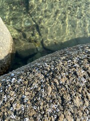 Close-up of a textured rock surface with small, white barnacles, near clear water.