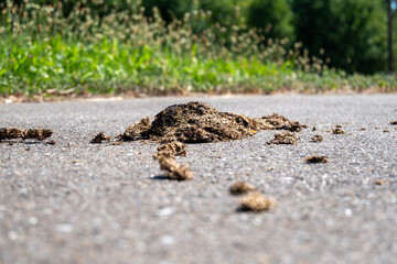 Cow dung on asphalt road