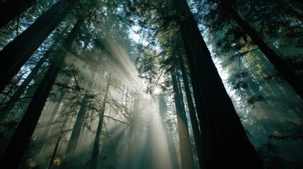 Obraz premium Sunlight Piercing Through Towering Trees in a Dense Forest Canopy, Creating a Mystical Atmosphere