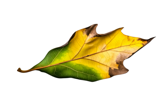 Autumn leaf with veins and browning edges on white background, cut out transparent