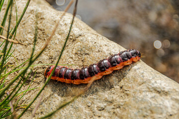 Eine Weidenbohrer-Raupe Cossus cossus)kriecht über einen Stein am Flussufer, umgeben von einigen Halmen Gras. Ihre leuchtend roten und dunklen Farbtöne kontrastieren mit der natürlichen Umgebung