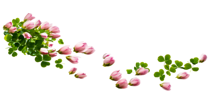 Flowing pink flower buds and clover leaves on a white background, cut out transparent