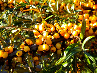 Close up of Pyracantha M.Roem. as nature background.