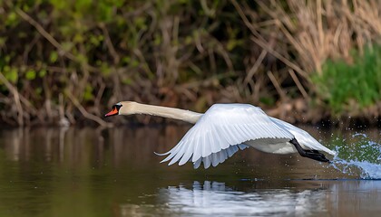 Mute swan taking flight over calm water.