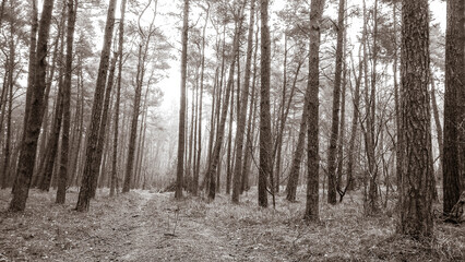 Pine forest, northern Poland.