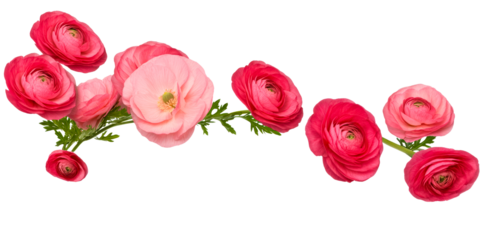 Collection of Pink and Red Ranunculus Flowers with Green Stems, cut out transparent