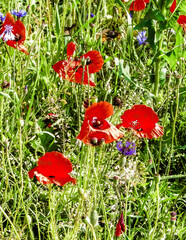Nature background - meadow full of poppy flowers.