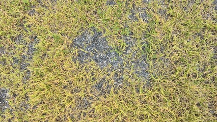 Gray gravel floor in the courtyard with grass. Outdoor gravel floor with plants. Texture of pebbles, gravel, grass growing.