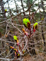 Buds on tree branch. Nature awakening after winter season.