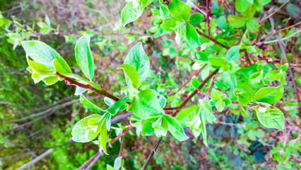 Small leaves on tree branch.