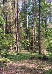 Wild forest in northern Poland.