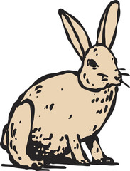 wild rabbit animal illustrations drawing