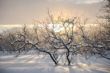 A snow covered landscape with trees and the sun shining through the branches.