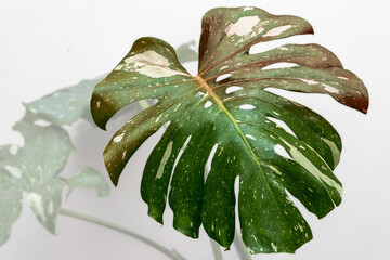 Feuille de philodendron  © Unclesam