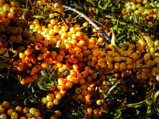 Close up of Pyracantha M.Roem. as nature background.