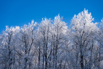 Hoarfrost transforms a group of trees into a stunning winter spectacle, their branches delicately coated in ice crystals against a vibrant blue sky, creating a picturesque winter scene