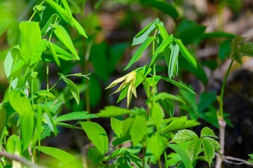 A Large Flower Bellwort at Pointe Pelee National Park, near Leamington, Ontario, Canada.