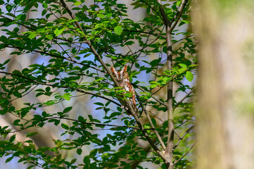Obraz premium Eastern Screech Owl at Pointe Pelee National Park, near Leamington, Ontario, Canada.