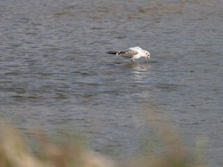 Seagulls in the River Rhine in Duesseldorf Germany. High quality photo