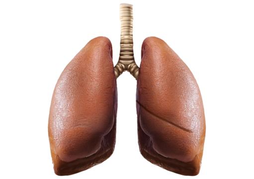lung 3D isolated on transparent or white background