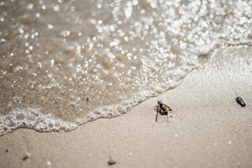 A wasp on wet sea sand crawls towards the water - insects on the beach