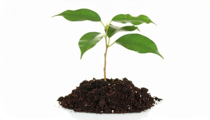 young green plant on white 