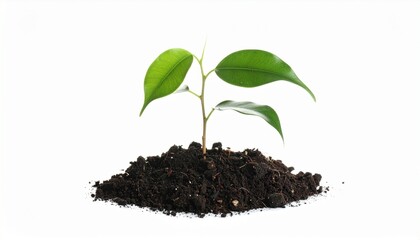 young green plant on white 