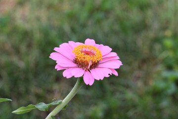Obraz premium Side view Pink Zinnia Bloom