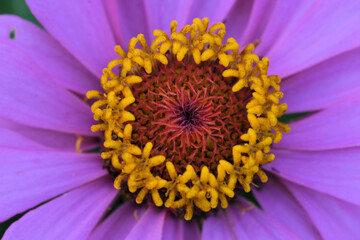Zinnia Pink Macro Stamen Close