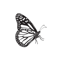 Detailed Butterfly Vector Illustration with Patterned Wings