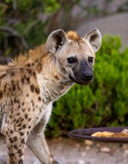 Obraz premium Spotted hyena portrait in natural habitat