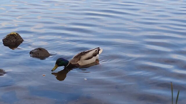 People feeds Duck that swims in pond on blue clear water lonely duck with green head drake eat bread wild animal in park bird in water Duck in pond. Male mallards swim peacefully in pond on clear day