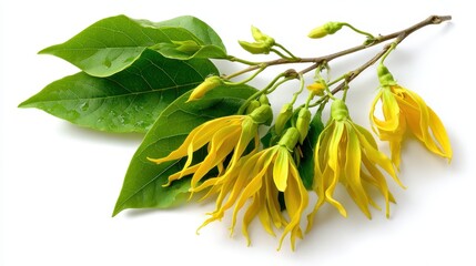 Ylang-ylang flowers and leaves on a white surface in a horizontal still life. Perfect for illustrating botany, aromatherapy, and natural cosmetics.
