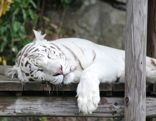 White tiger resting on wooden platform