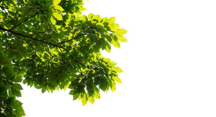 Isolated Green Leaves, Branch from Tree