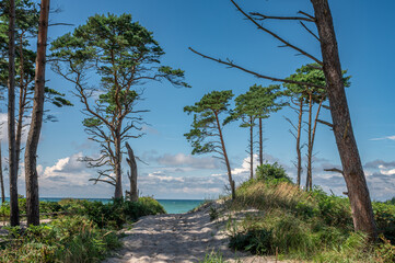 Obraz premium Blick zwischen den Bäumen des Darßwaldes auf den Weststrand auf dem Darß bei Ahrenshoop im Sommer