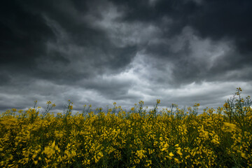 agricultural field with yellow rapeseed flowers against a dark dramatic sky with thunderclouds, spring landscape, cloudy weather