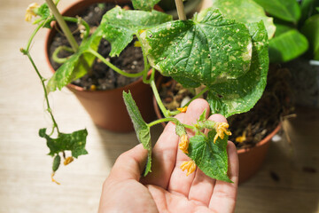 Cucumber plants in pots at home showing signs of disease and poor health