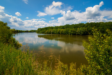 river and forest, beautiful summer landscape, river bank and water stream
