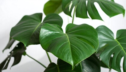 Lush monstera plant leaves fill the frame.