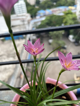 Pink flowers in the garden